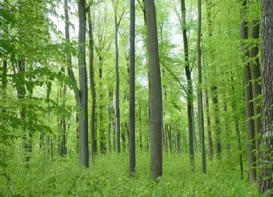 种植管理|榉木的生长周期是多长时间