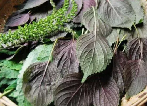 植物繁殖|紫苏一年四季都能种吗 种植最佳时间