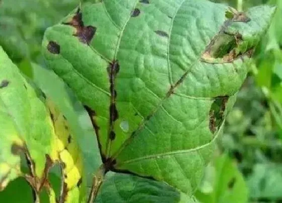 植物病害|芸豆炭疽病发病原因及用药治疗