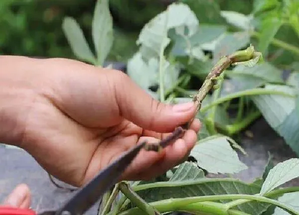 植物生根|大丽花扦插多久生根