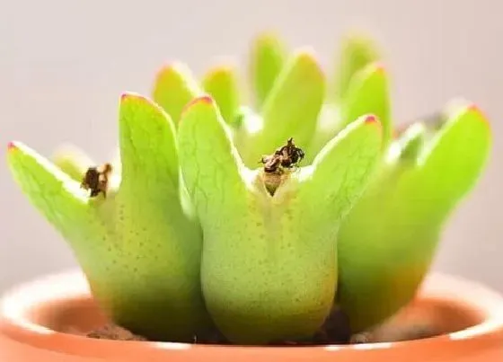 植物播种|多肉花种子怎么种植