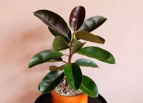 养殖科普|橡皮树怕晒吗 怕阳光晒吗