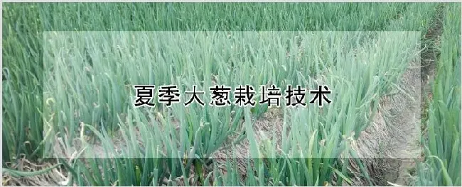 夏季大葱栽培技术 | 种植资料