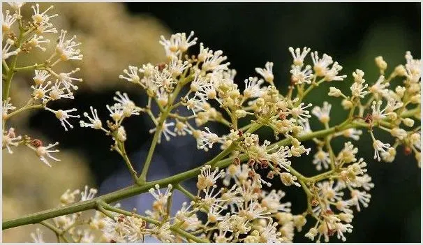 荔枝开花后怎样管理 | 农业科普