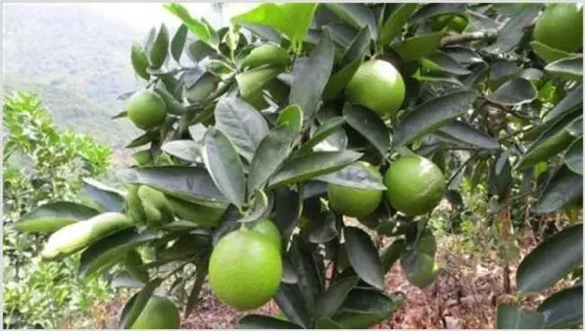 柠檬夏季管理技术讲解 | 农业科普