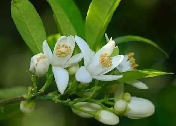 开花时间|橙花一年开几次花