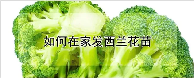 如何在家发西兰花苗 | 耕种资料