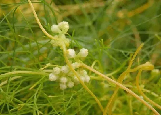 植物百科|菟丝子生长在什么地方