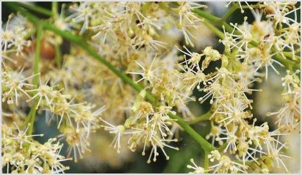 荔枝开花后怎样管理 | 农业科普