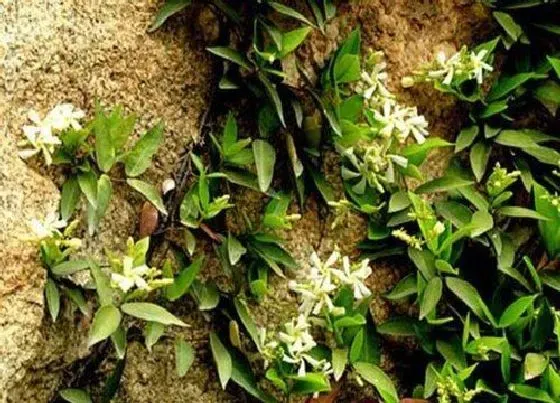 植物修剪|络石藤怎么修剪方法