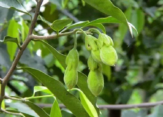 植物排行|致癌植物有哪些