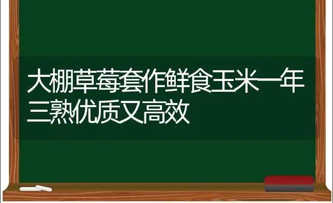 大棚草莓套作鲜食玉米一年三熟优质又高效 | 粮油作物种植