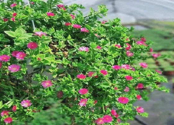 冬天植物|牡丹吊兰耐寒吗