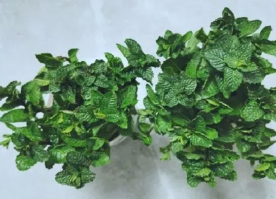 种植百科|薄荷栽种方法和注意事项