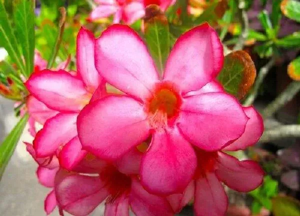 植物浇水|沙漠玫瑰夏天多久浇一次水 浇水要浇透吗