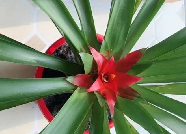 植物移栽|红运当头怎么分株方法