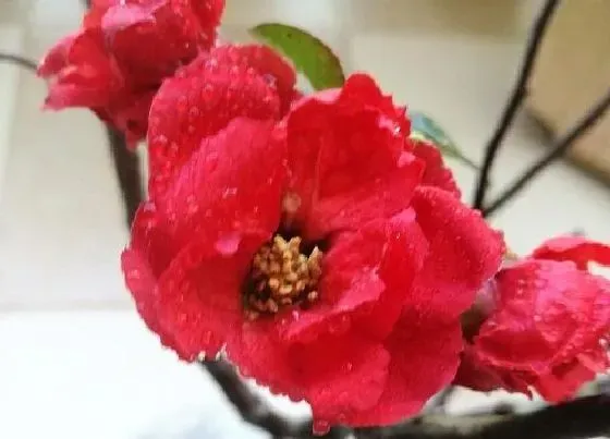 植物百科|四季海棠是一年生还是多年生植物 一年四季开花吗