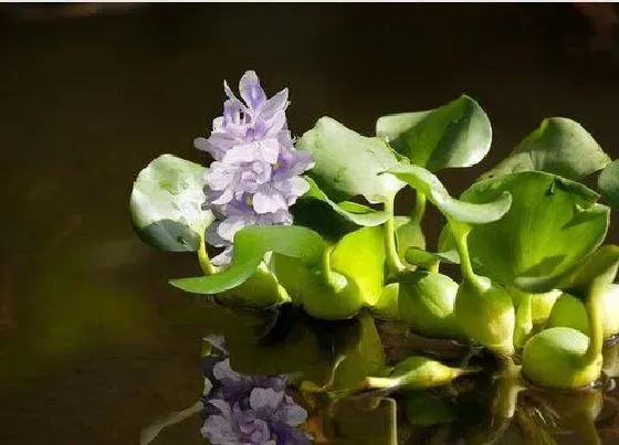 植物百科|水葫芦会开花吗 开花长什么样子