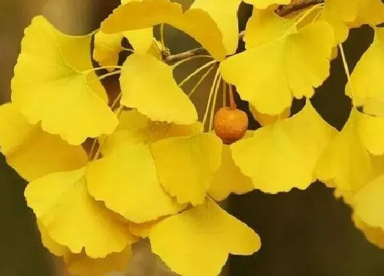 花语|银杏叶的寓意和花语是什么（银杏叶子的寓意和象征）