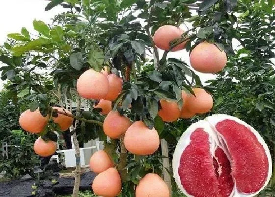 果实科普|秋天果实有哪些水果（秋季成熟收获的应季水果图片）