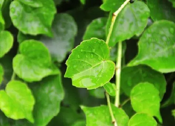 植物排行|耐阴地被植物有哪些