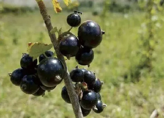 种植管理|黑加仑树几年结果实