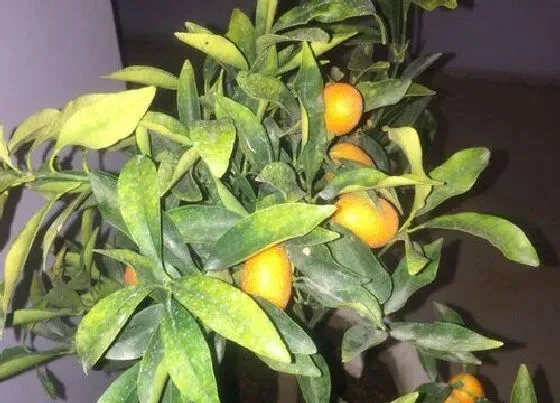 植物招财|药店放什么植物招财