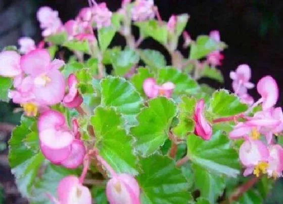 植物百科|四季海棠是一年生还是多年生植物 一年四季开花吗