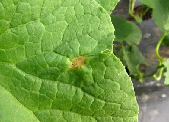 植物病害|甜瓜炭疽病发病原因及用药治疗