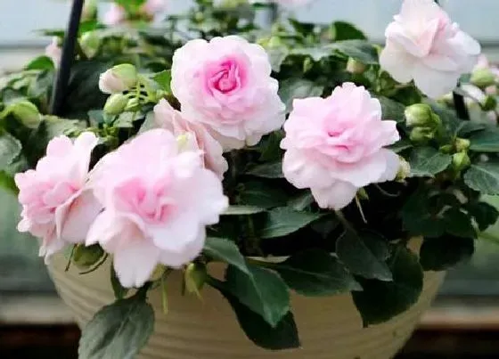 冬天植物|凤仙花冬天会死吗 冬季怎么养才不会死掉