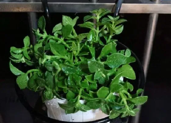 冬天植物|牡丹吊兰耐寒吗