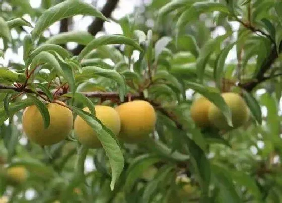 植物排行|李子树什么品种最好