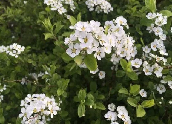 植物寓意|绣线菊亚科代表植物 常见绣线菊品种（图片）