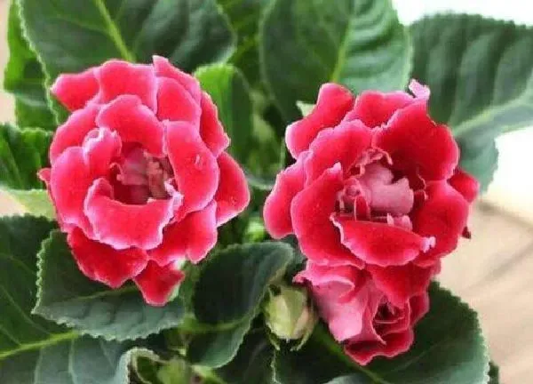 植物浇水|大岩桐换盆后多久浇水一次