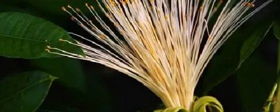 植物百科|发财树开花吗 花期长的什么样子