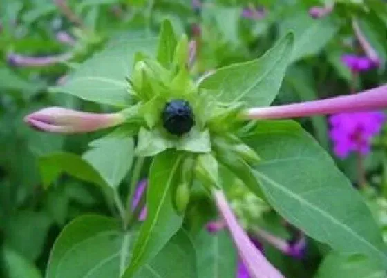 植物香味|紫茉莉有香味吗