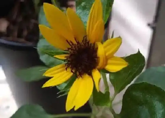 种植百科|向日葵栽种方法和注意事项