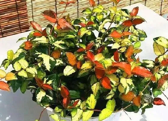 植物排行|耐阴地被植物有哪些