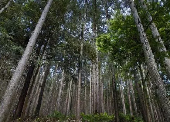 种植管理|杉木的生长周期是多长时间