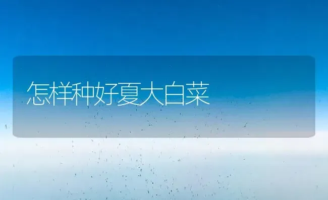 怎样种好夏大白菜 | 蔬菜种植