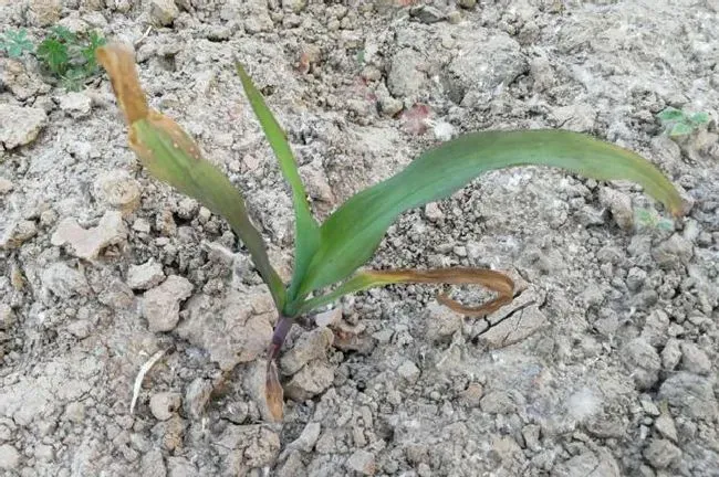 种植管理|种植玉米为什么要覆膜，地膜覆盖栽培玉米能提高产量技术）