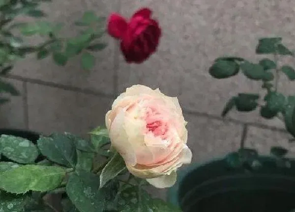 养殖科普|玫瑰花喜欢阳光吗 喜欢太阳还是喜欢阴