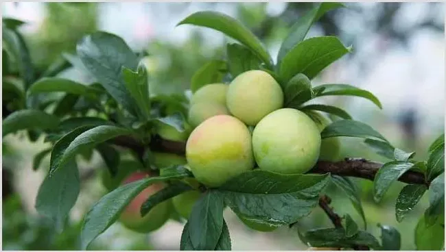 李子优质栽培高产技巧分享 | 种植技术