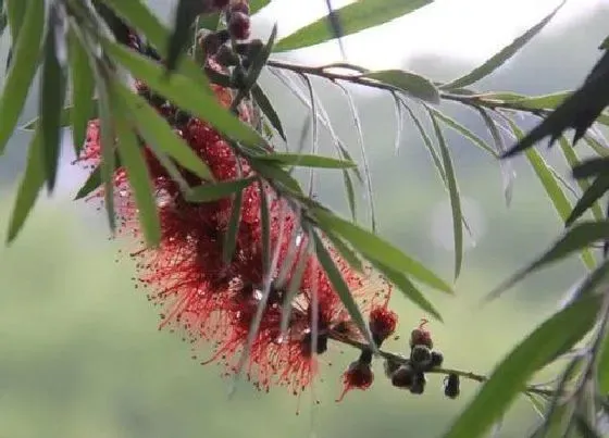 开花时间|红千层一年开几次花