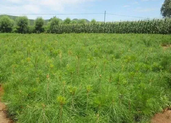 种植管理|油松的生长周期是多长时间