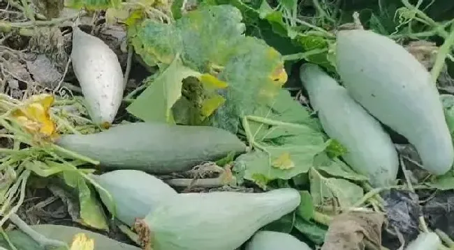 种植管理|怎么样让南瓜秧多结南瓜，南瓜秧怎么管理结结果多）