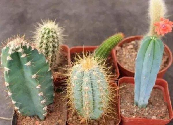 植物浇水|仙人柱怎么浇水方法