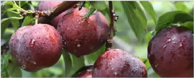 李子树怎么修剪 | 种植技术