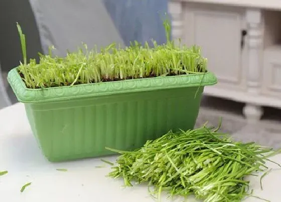 植物排行|什么韭菜品种最好吃 什么样的韭菜好