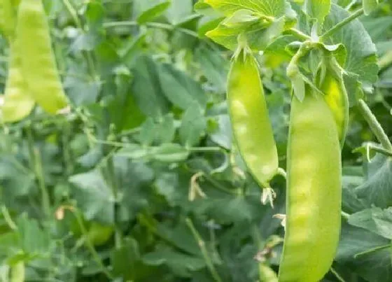 种植管理|蚕豆几月份种合适